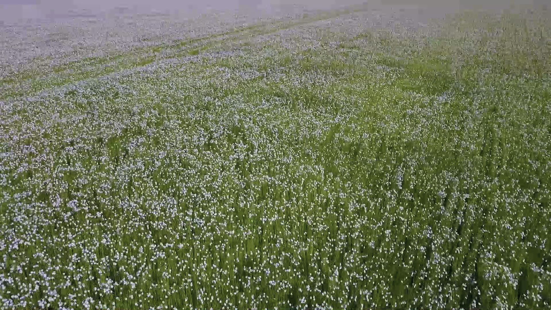 A field of flax in blue flower