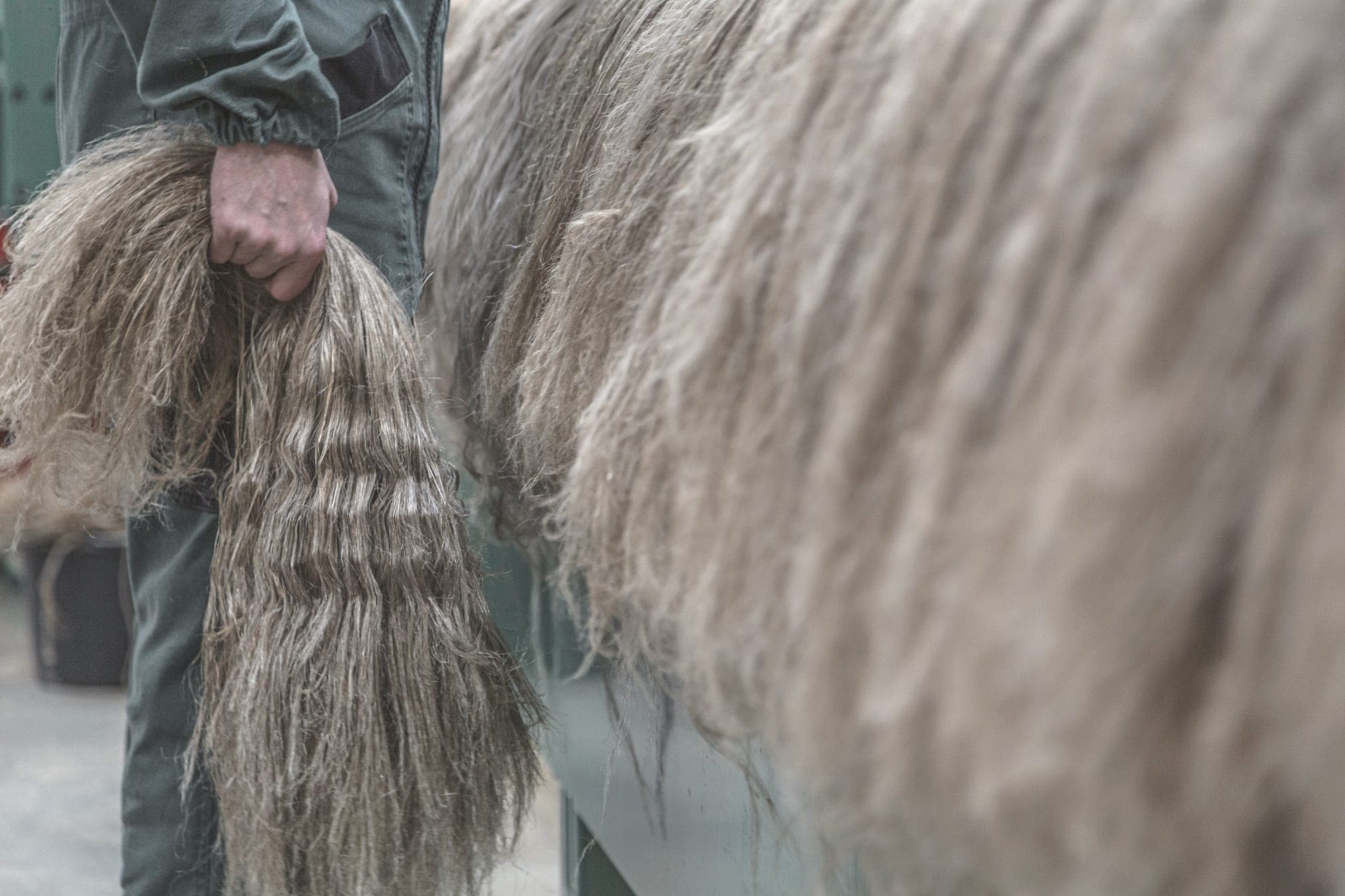 A hand holding a bundle of flax fiber in a mill