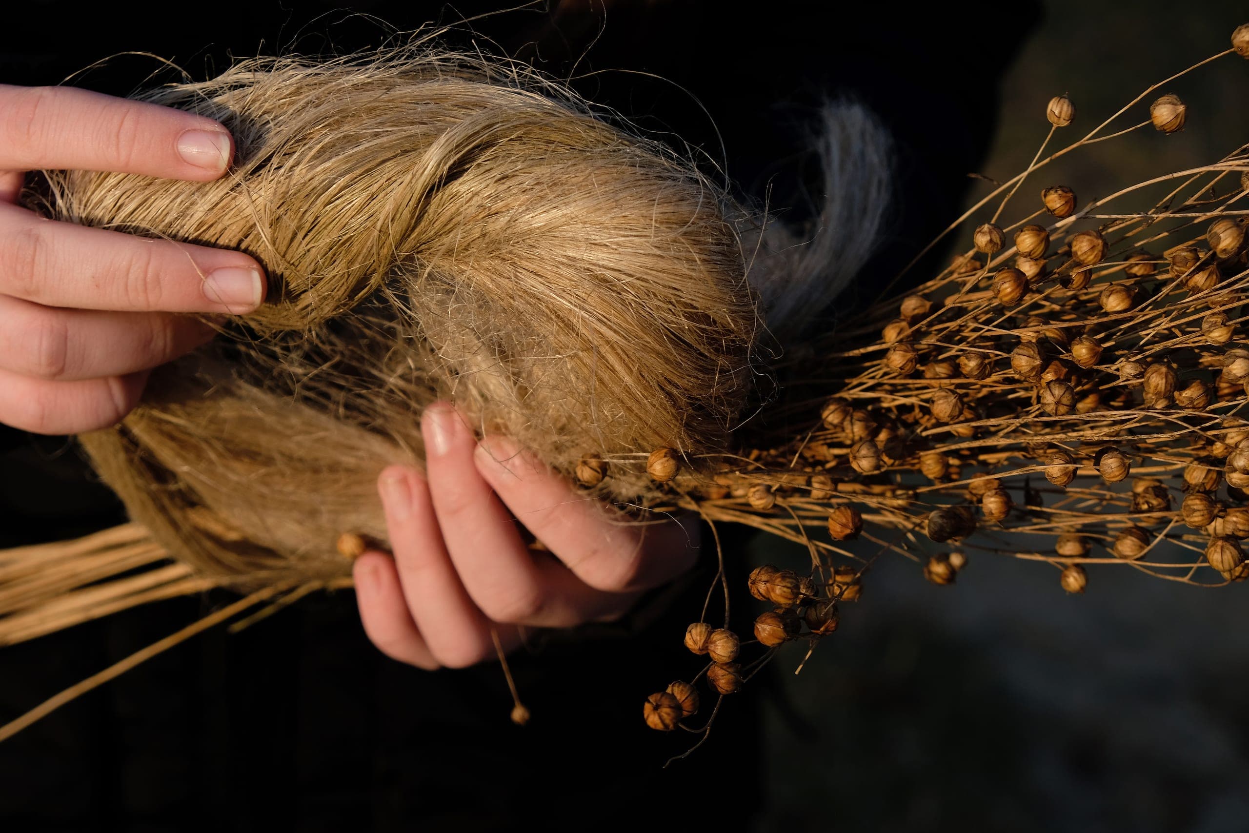 Hands holding raw flax fiber beside dried flax and its seed heads